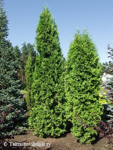 Thuja occidentalis